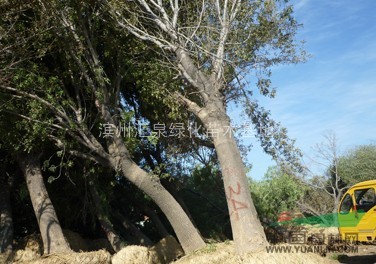 山東白蠟 濱州白蠟 惠民白蠟 皂戶李速生白蠟 皂戶李白蠟 