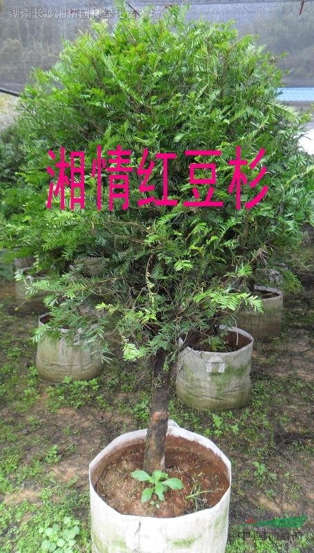 紅豆杉盆景.南方紅豆杉.曼地亞紅豆杉