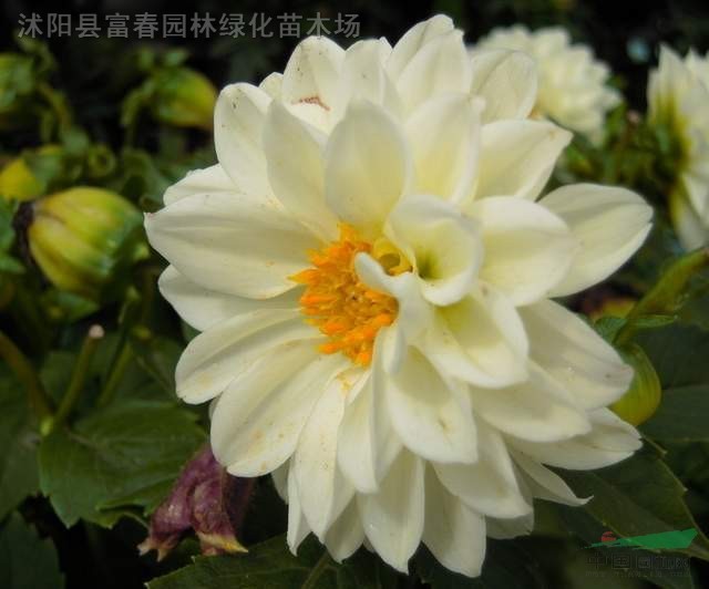 出口景观花卉种子,小丽花种子,别名花坛大丽花,小轮大丽