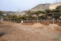 油松，盆景