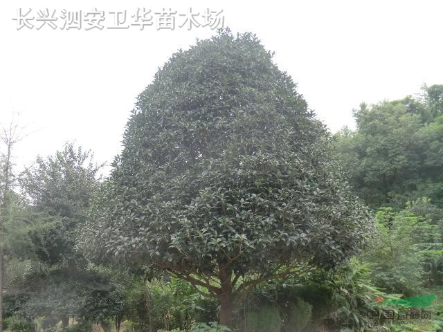 浙江桂花 長(zhǎng)興桂花 大桂花 八月桂 金桂