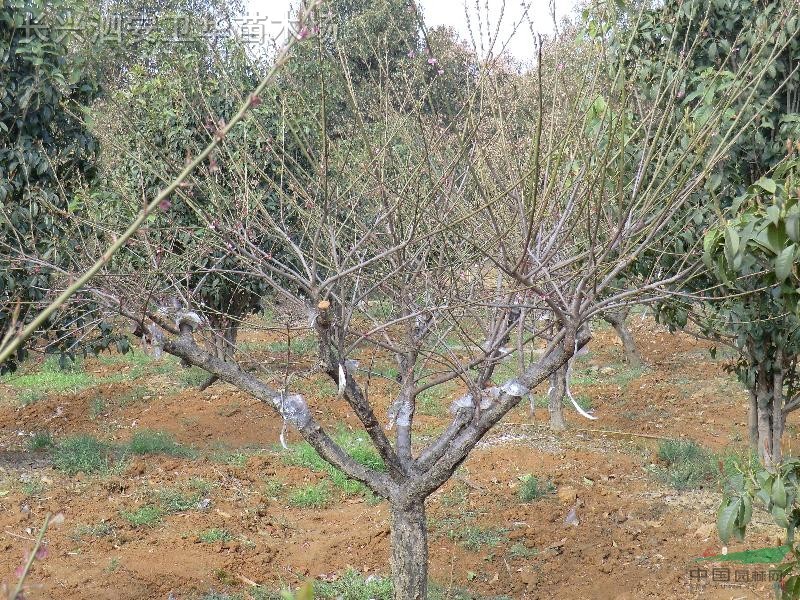 各類長興苗木(香樟、桂花、廣玉蘭、櫸樹、樸樹等)