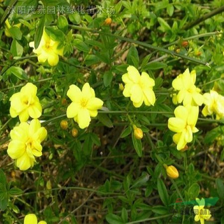 迎夏、海桐、劍麻、水臘、薔薇