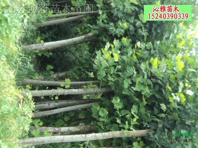 法桐，法桐價(jià)格，法桐苗木