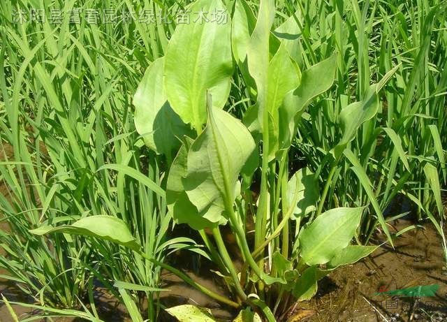 水生植物-澤瀉，澤瀉苗，窄葉澤瀉，澤瀉價格