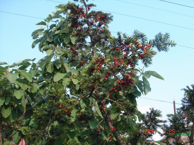 東北紅豆杉結(jié)豆