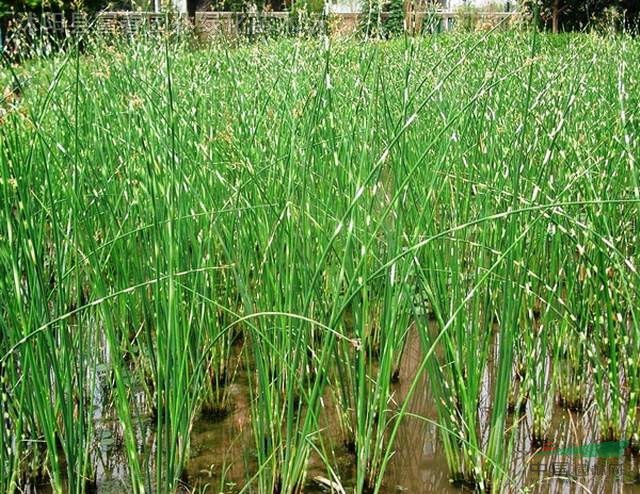 水生植物-花葉水蔥，花葉水蔥直銷基地，又名管子草、莞蒲