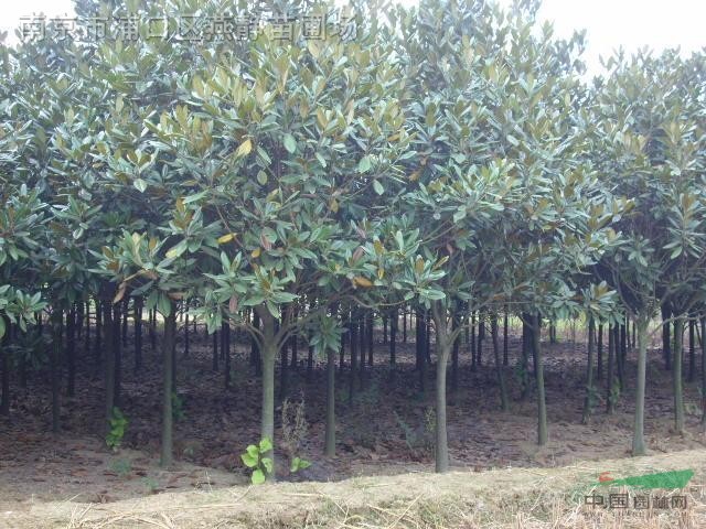雪松、廣玉蘭、馬褂木(鵝掌楸)