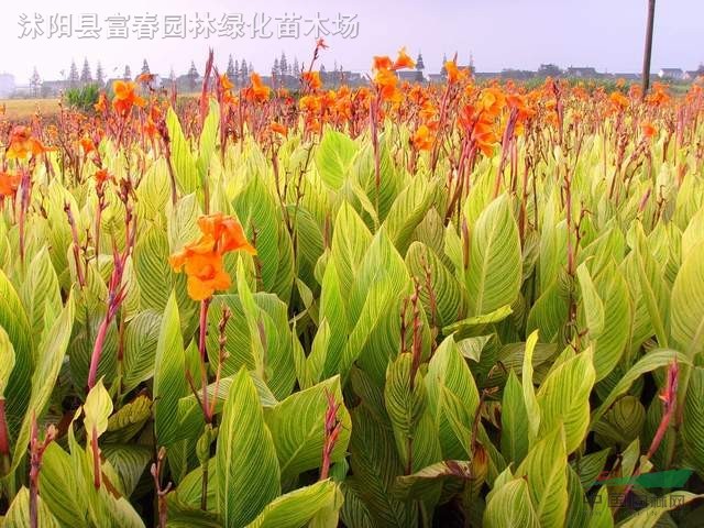 水生植物-花葉美人蕉，水生花葉美人蕉，水生花葉美人蕉