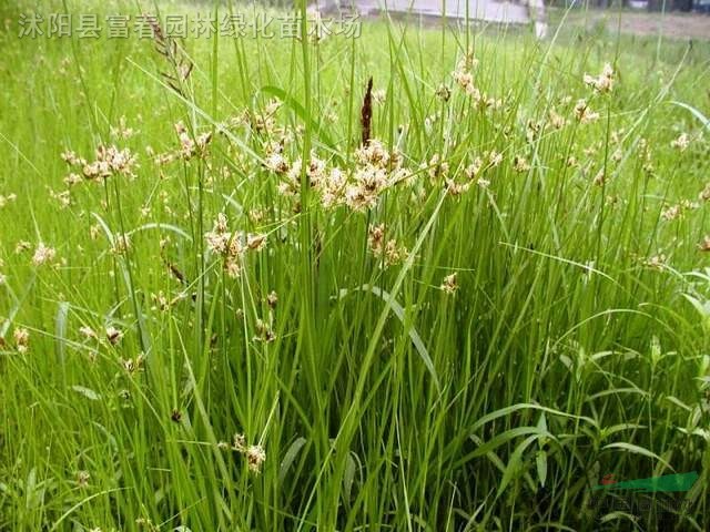 黑三棱，黑三棱苗，別稱：三棱、泡三棱，黑三菱基地，黑三菱價格