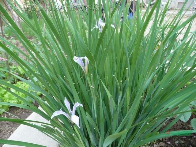 地被植物-馬藺，馬藺，又名馬蓮、馬蘭、馬蘭花