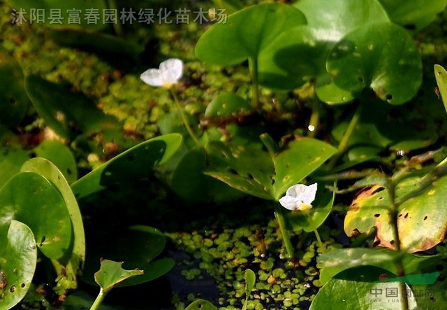 水生植物水鱉，別稱：馬尿花，芣菜。水鱉苗，江蘇水鱉