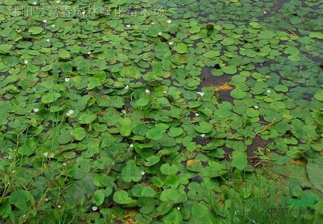 水生植物水鱉，別稱：馬尿花，芣菜。水鱉苗，江蘇水鱉