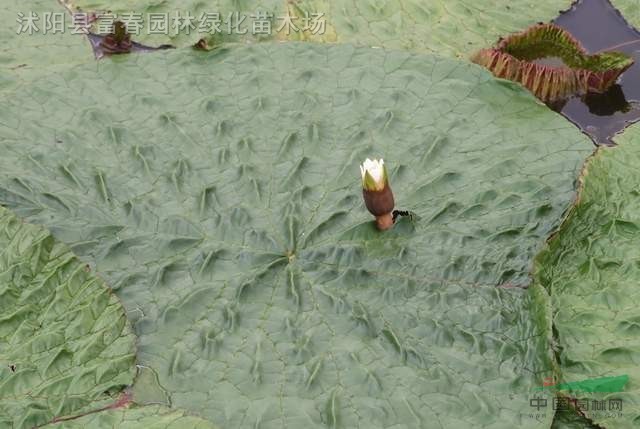 水生植物-芡實(shí)，芡實(shí)，又名雞頭米、雞頭苞，芡實(shí)基地，沭陽芡實(shí)