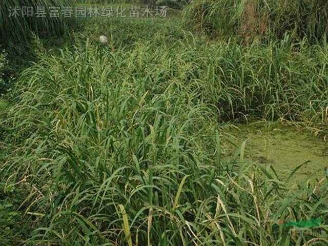 水生植物-野茭白，野茭白苗，蘇北野茭白，別稱：水筍、茭白筍