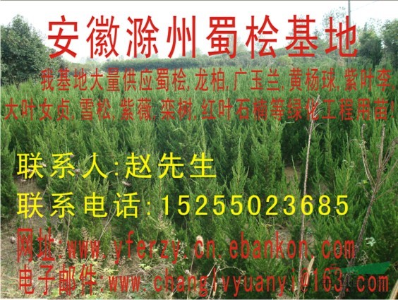 龍柏
