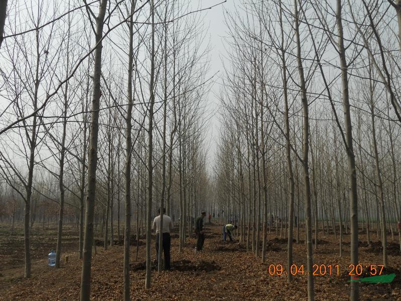 柳樹6-15cm