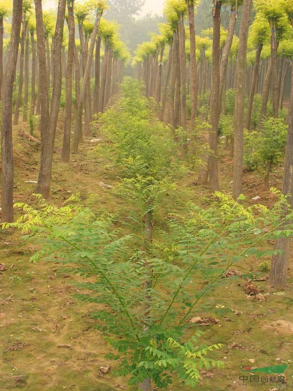 柳樹6-15cm