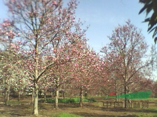 紫、红、白、黄玉兰