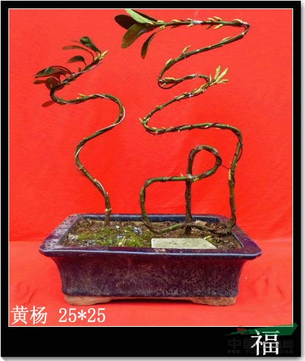 漢字盆景（福）