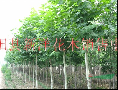 廣玉蘭，白玉蘭