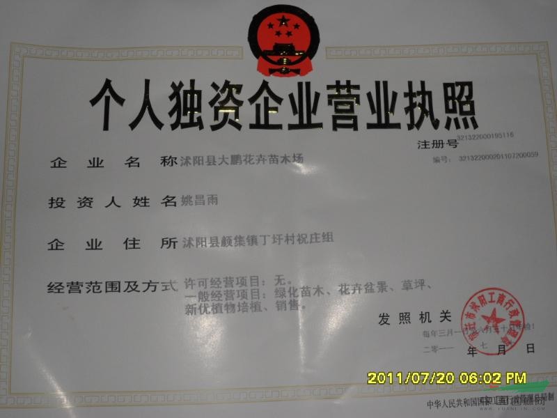 江蘇小葉女貞