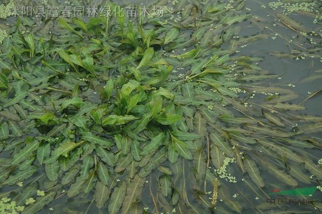 水生植物大藻，大藻苗，江蘇大藻，大藻基地，大藻基地，沭陽大藻