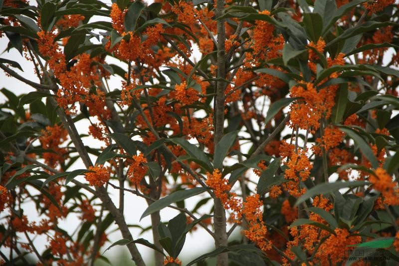 紅花丹桂