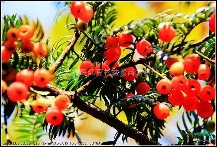 【基地直銷】紅豆杉