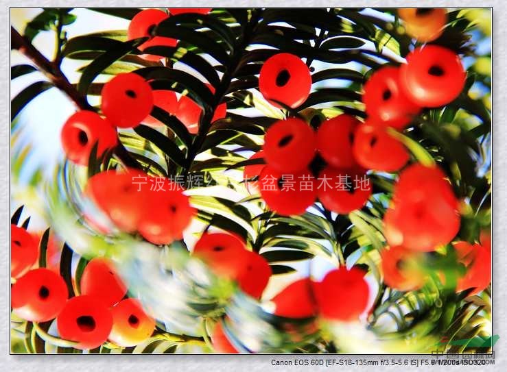 【基地直銷】紅豆杉