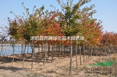 6-10公分五角楓 元寶楓 三角楓