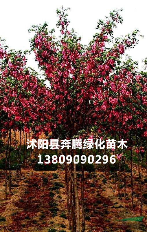 綠化喬木紅花槐 香花槐 刺槐