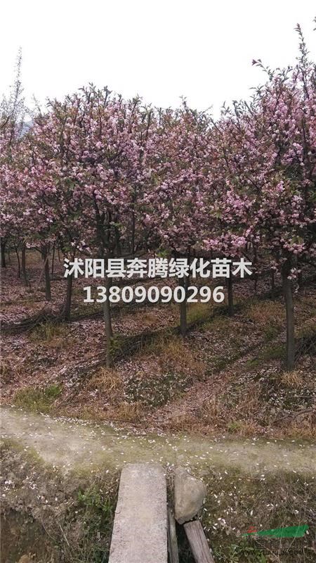 榆葉梅、垂絲海棠、日本海棠、六月雪、桅子花、珊瑚、榆葉桃