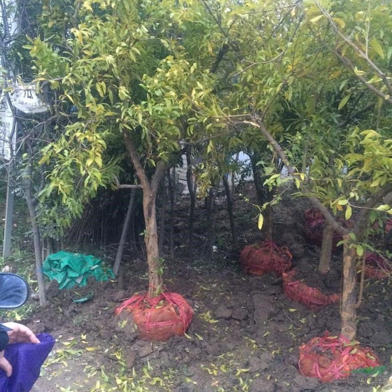 紅葉李花桃櫻花西府垂絲海棠紅楓雞爪槭吉香桂花紫荊花石榴臘梅