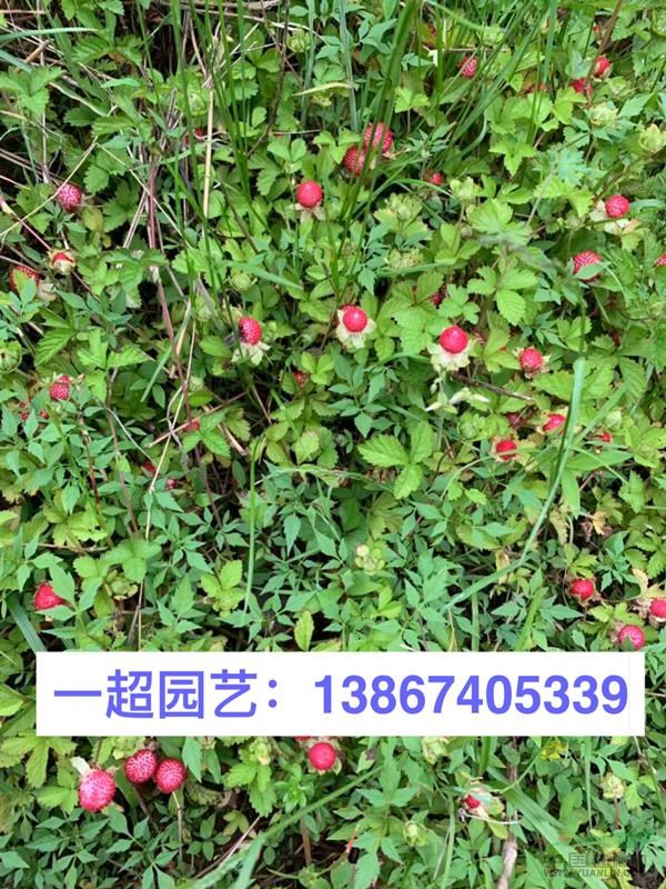 蛇莓 精品蛇莓 
