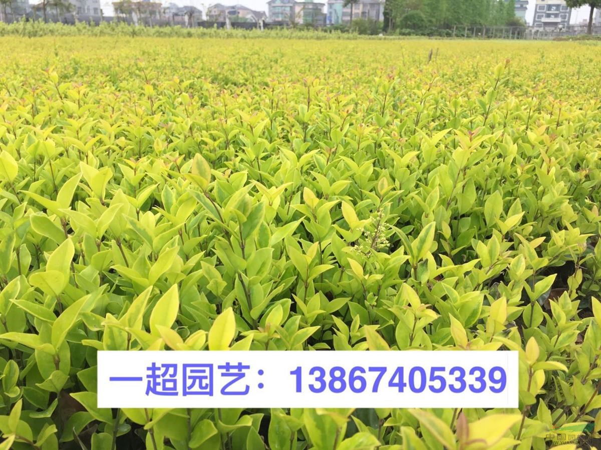 金森女貞 金森女貞小杯苗，金森女貞大杯苗，金森女貞小毛球