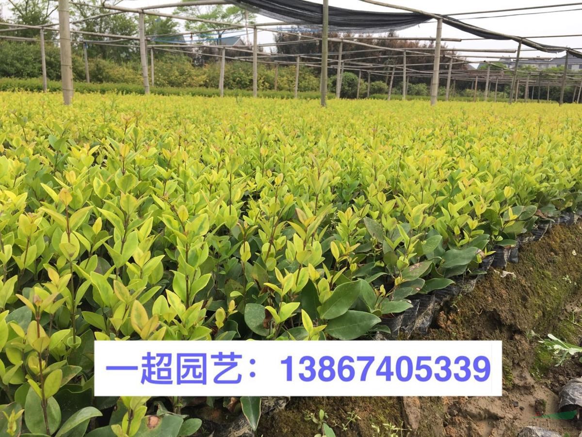 金森女貞 金森女貞小杯苗，金森女貞大杯苗，金森女貞小毛球