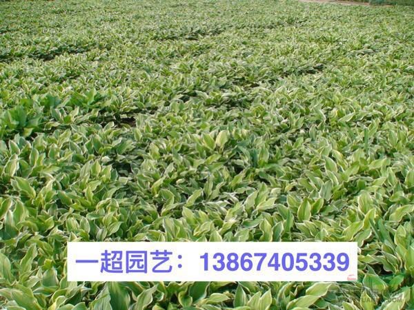 花葉玉簪 精品花葉玉簪價(jià)格