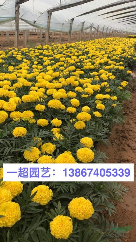 萬壽菊 精品萬壽菊基地直銷 萬壽菊批發價格