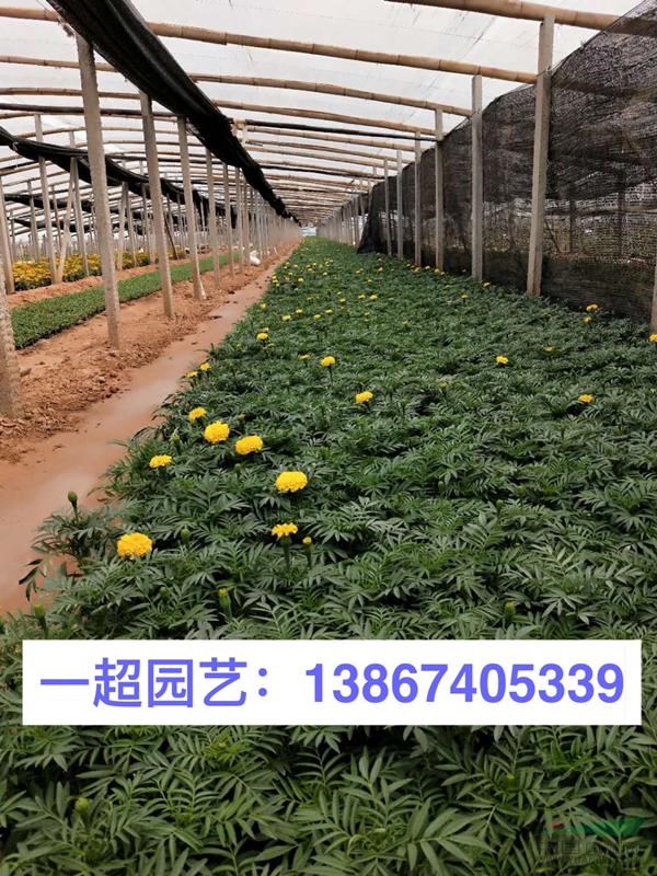 萬壽菊 精品萬壽菊基地直銷 萬壽菊批發價格