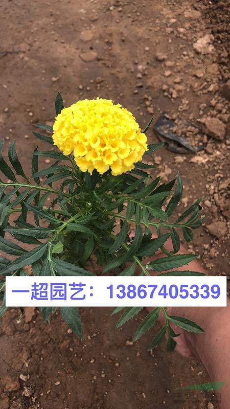 萬壽菊 精品萬壽菊基地直銷 萬壽菊批發價格