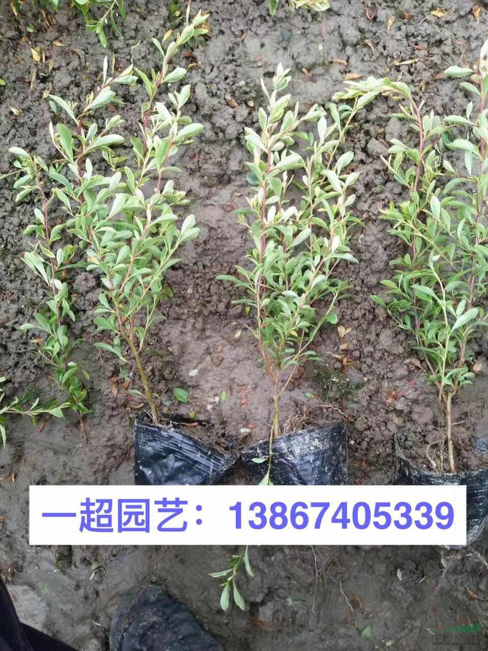 小丑火棘 ，小丑火棘小苗，精品小丑火棘小杯苗