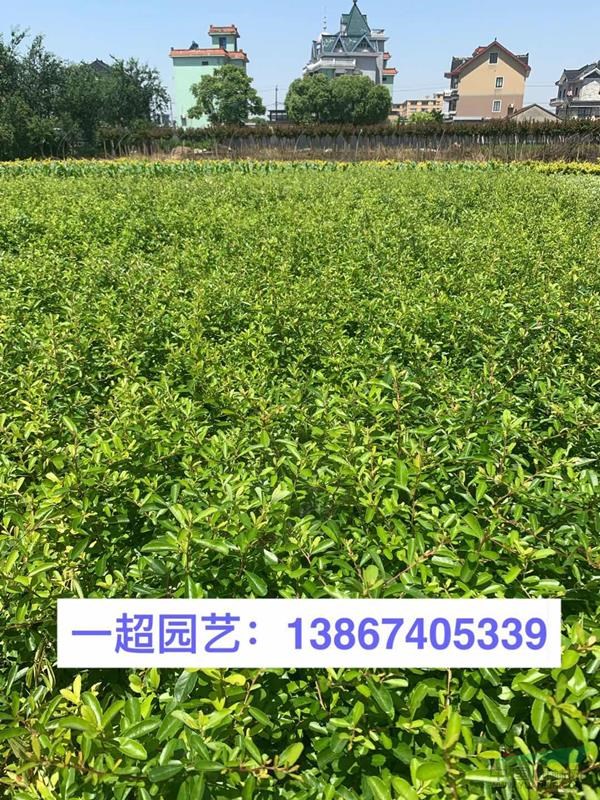 小丑火棘 ，小丑火棘小苗，精品小丑火棘小杯苗
