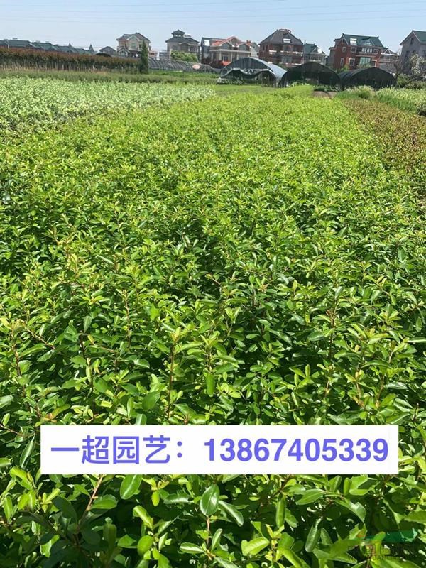小丑火棘 ，小丑火棘小苗，精品小丑火棘小杯苗