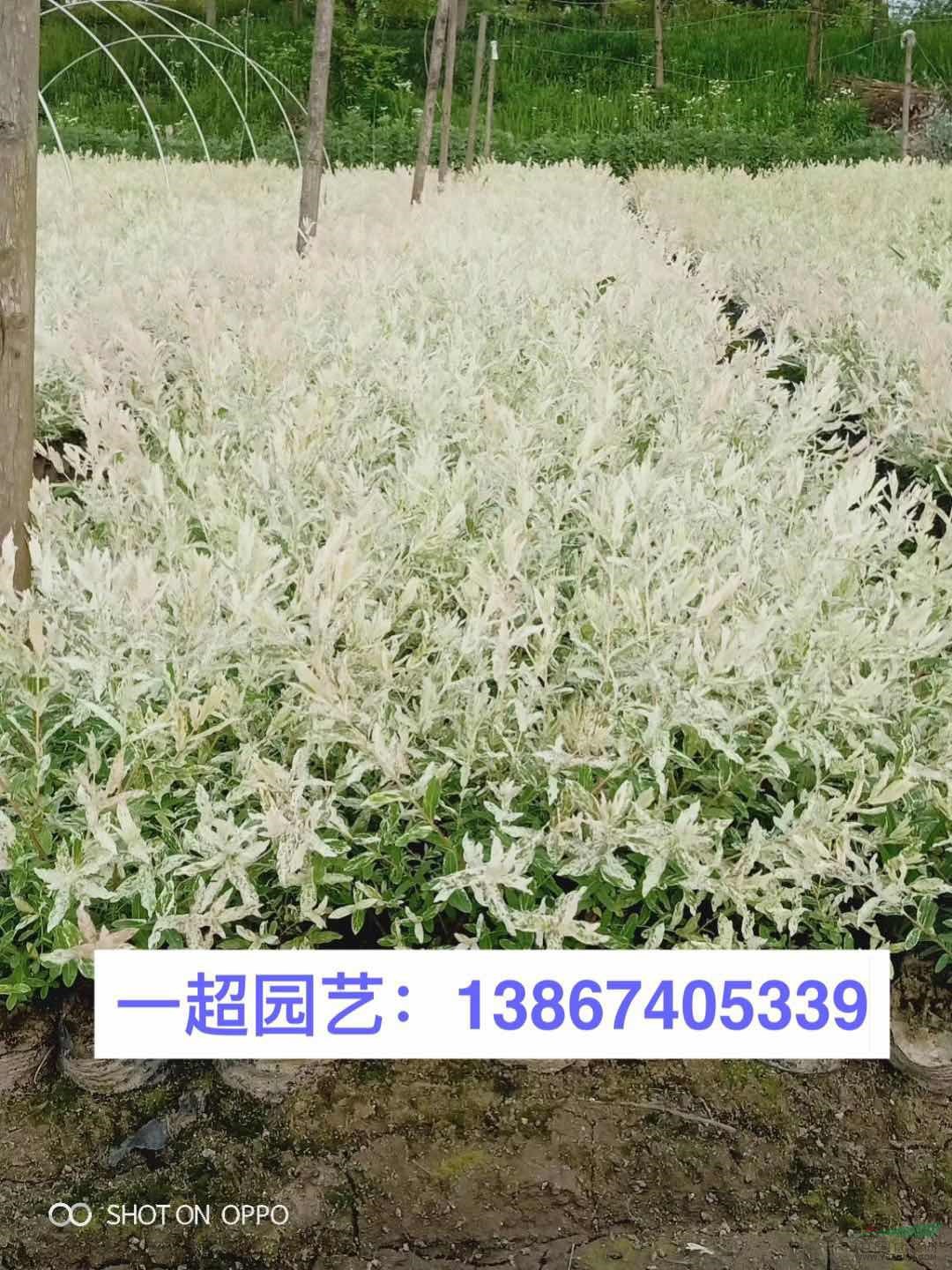 彩葉杞柳，彩葉杞柳小杯苗，彩葉杞柳大杯苗