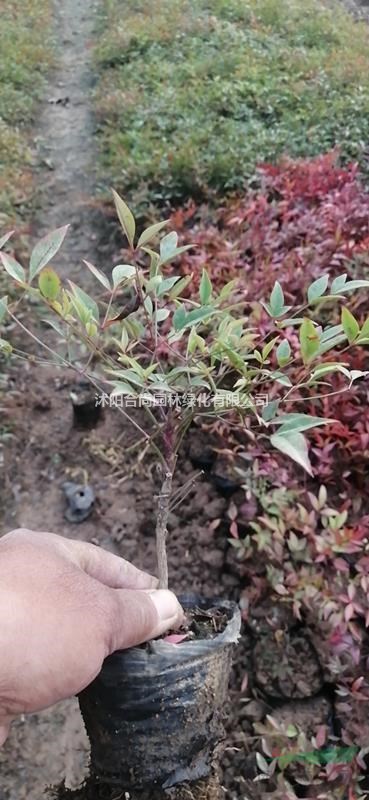 金葉蕕、紅天竹、南天竹、鋪地柏、爬地柏、沙地柏、紅瑞木、