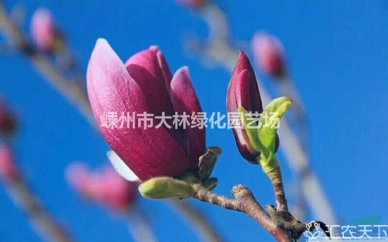 紫、红、白、黄玉兰