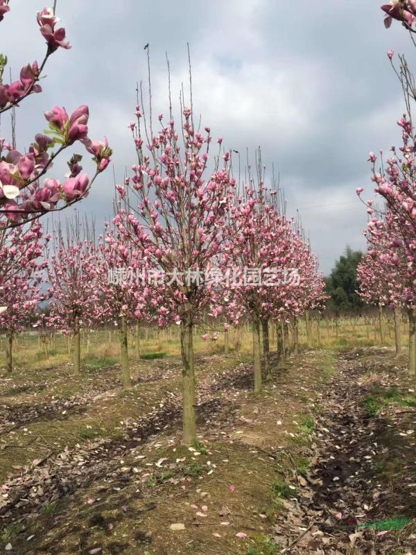 紫、红、白、黄玉兰