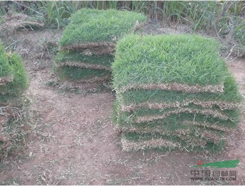 臺灣2號草坪