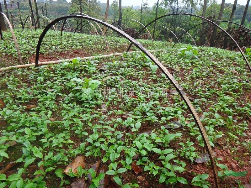 桂花芽苗,桂花小苗,湖南桂花苗,湖南桂花小苗,桂花苗